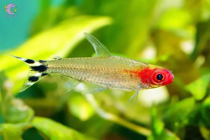 2. Cá cảnh bơi theo đàn - Sóc đầu đỏ (Rummy Nose Tetra)