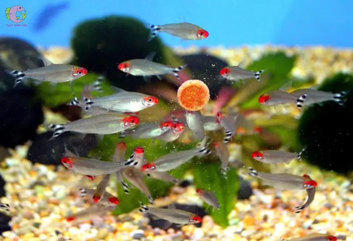 2. Cá cảnh bơi theo đàn - Sóc đầu đỏ (Rummy Nose Tetra)