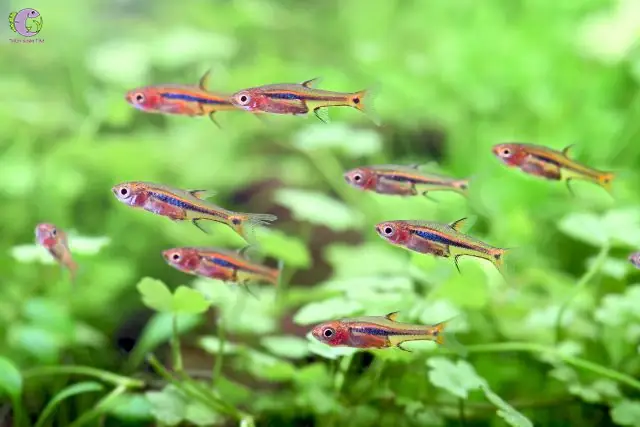 4. Cá cảnh bơi theo đàn - Trâm (Boraras)