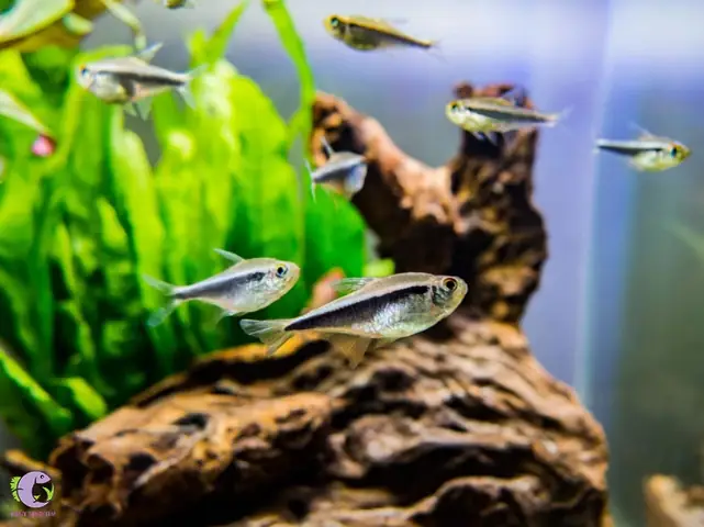 1. Cá cảnh bơi theo đàn - Neon (Neon Tetra)