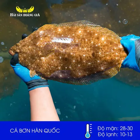 cá bơn hàn quốc cá bơn hàn quốc
