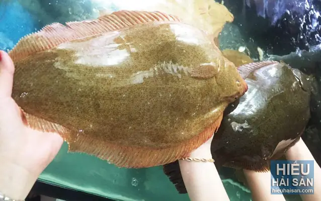 Cá Bơn Nước Ngọt Có Thật Không? Tất Cả Điều Bạn Cần Biết