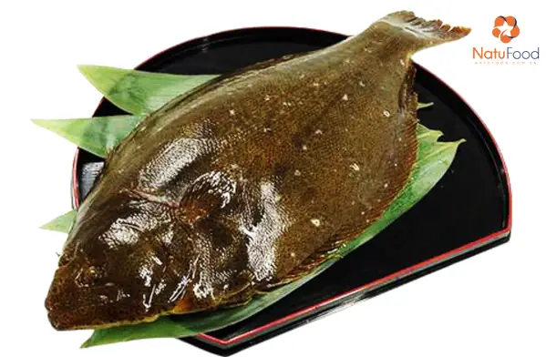 Đặc điểm và cách chăm sóc cá bơn thông thường chi tiết