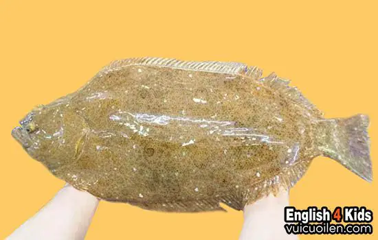 Cá Bơn Tiếng Anh Là Gì? Từ Vựng Và Đặc Điểm Chi Tiết Nhất