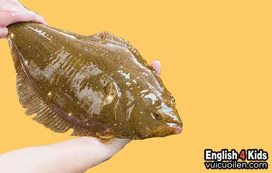 Cá Bơn Tiếng Anh Là Gì? Từ Vựng Và Đặc Điểm Chi Tiết Nhất