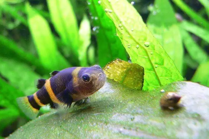 cá bống ăn gì