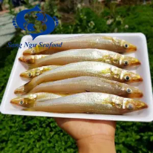 Cá Bống Đục Biển: Đặc Điểm, Giá Trị Dinh Dưỡng Và Món Ngon