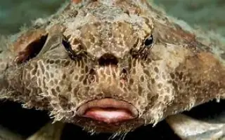 Cá Bống Đục Sống Ở Đâu? Khám Phá Môi Trường Sống Lý Tưởng