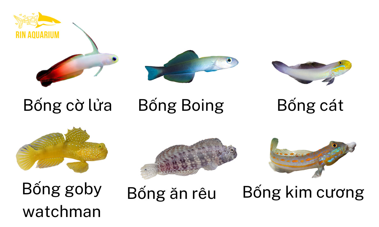Cá bống duyên dáng làm phong phú thêm vẻ đẹp của bể cá cảnh biển