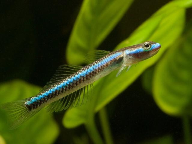 Cá bống Goby nhỏ nhắn nằm trên đá dưới nước, cho thấy khả năng thích nghi với môi trường đa dạng