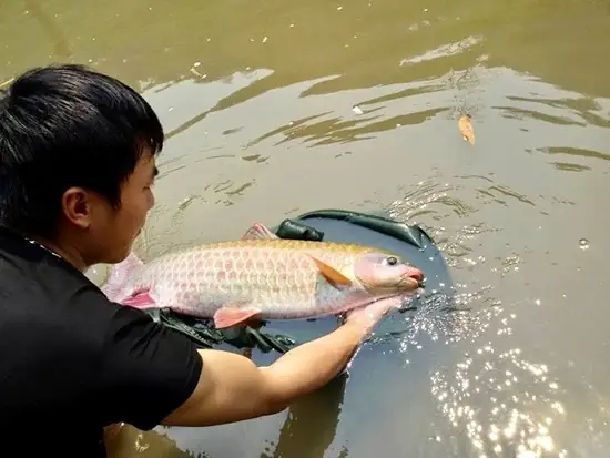 Đặc sản cá bỗng của đồng bào Tày ở Hà Giang