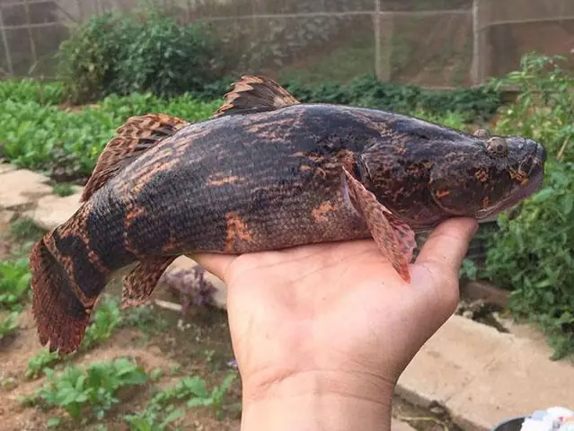 Cá Bống Khổng Lồ: Khám Phá Đặc Điểm, Môi Trường Sống và Giá Trị