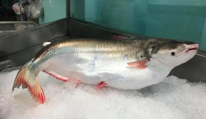 cá bông lau là cá gì