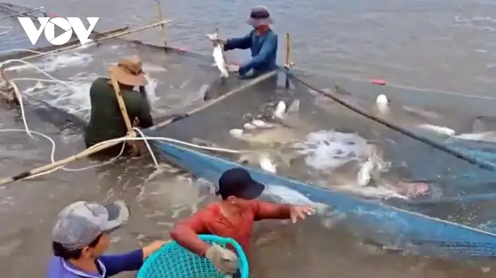 Hướng Dẫn Kỹ Thuật Nuôi Cá Bông Lau Thương Phẩm Đạt Năng Suất Cao Nhất