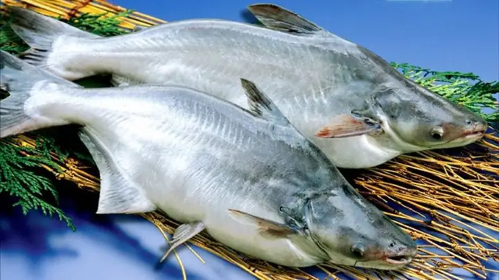 Cá Bông Lau Và Cá Basa: Hướng Dẫn Phân Biệt Toàn Diện Các Loại Cá Tương Tự Cá Bông Lau Và Cá Basa: Hướng Dẫn Phân Biệt Toàn Diện Các Loại Cá Tương Tự