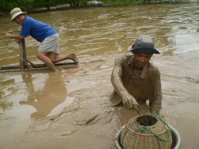 Cá Bống Sao Ăn Gì Để Lớn Nhanh Và Khỏe Mạnh?