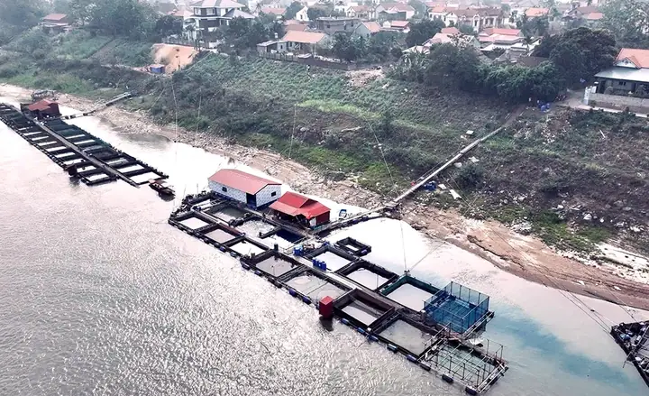 Cá Bỗng Sông Đà: Khám Phá Loài "Cá Vua" Đậm Đà Hương Vị Tây Bắc