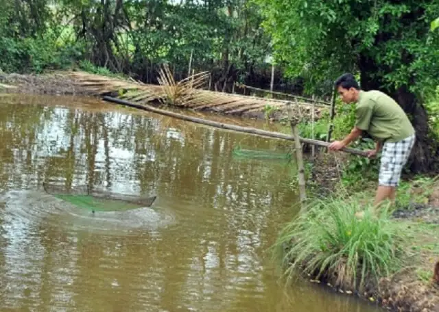 Cá Bống Tượng Ăn Gì? Hướng Dẫn Chi Tiết Chế Độ Dinh Dưỡng