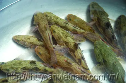 cá bống tượng giống