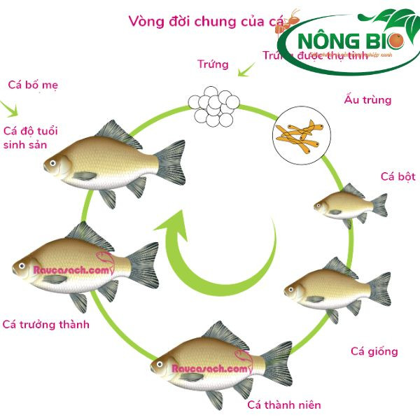 Cá bột bơi lội trong bể, minh họa quá trình hình thành và phát triển cá con sau khi cá cảnh sinh sản