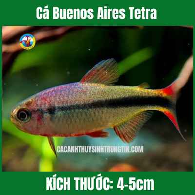 Cá Buenos Aires Tetra bơi lội trong chậu cá cảnh thuỷ sinh, tạo điểm nhấn màu sắc.