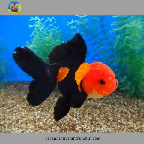 Cá cảnh 3 đuôi Oranda với u đầu đỏ rực