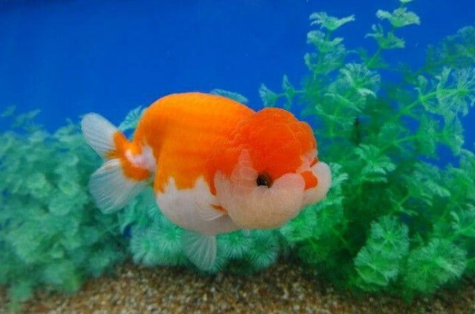 Cá cảnh 3 đuôi Ranchu lưng gù ấn tượng