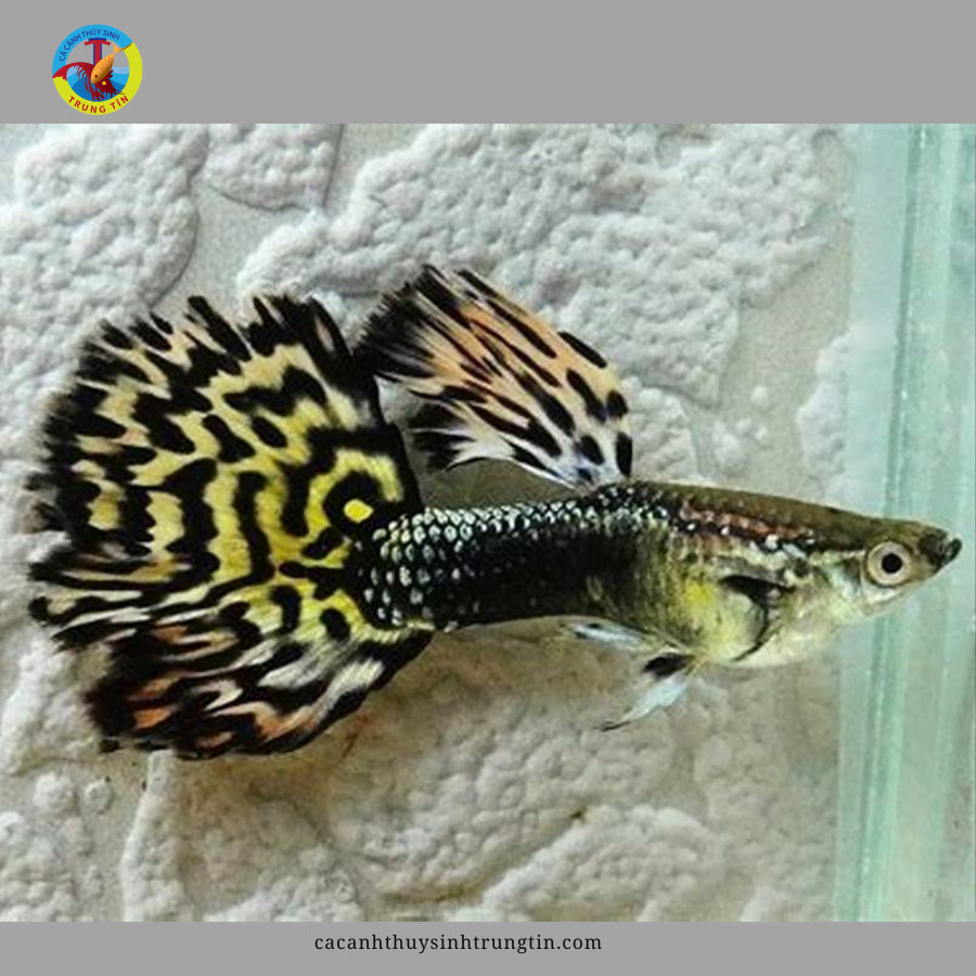 Cá cảnh 7 màu đẹp Tiger phong phú