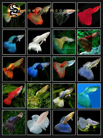 cá cảnh 7 màu