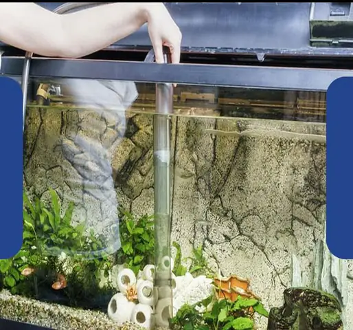 5. Thay nước và dọn bể