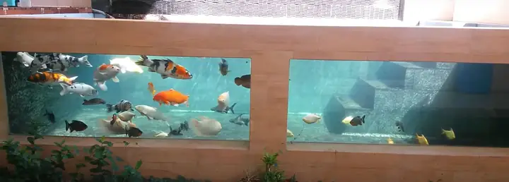 2. Bể nuôi rộng lớn