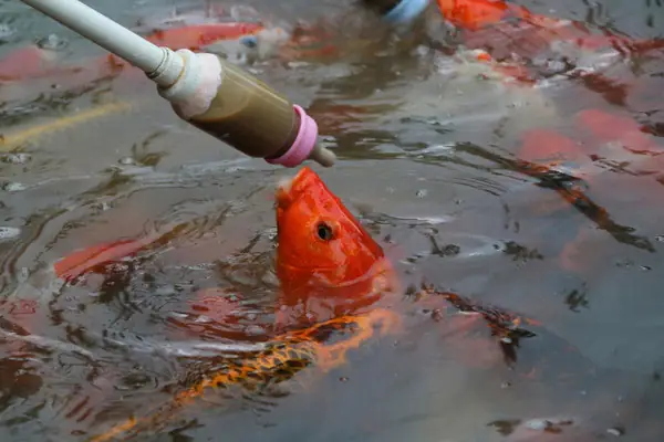 3. Cân đối khẩu phần ăn