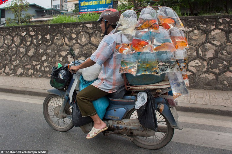 Cá cảnh bán rong kém chất lượng, nguyên nhân cá hay bị chết