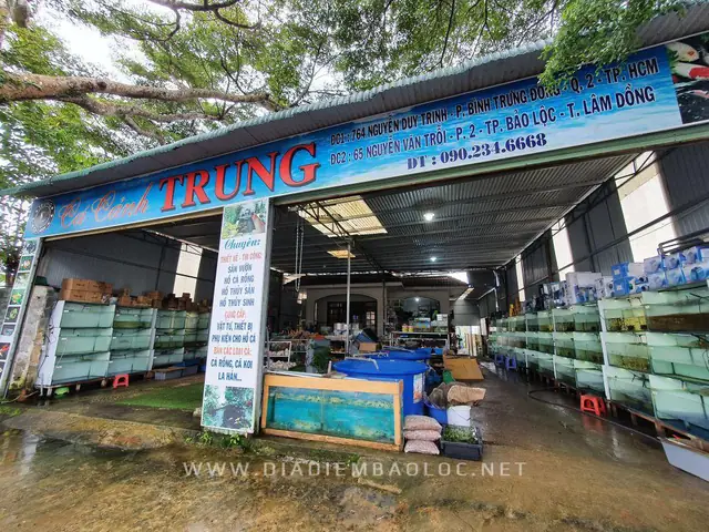Cá cảnh Bảo Lộc Trung