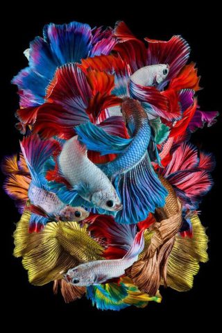 cá cảnh betta phong thủy hợp mệnh