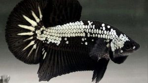 Cá cảnh betta Samurai với màu sắc đen đỏ mạnh mẽ, uy dũng