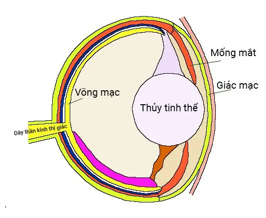 Cá cảnh bị đục mắt: Nguyên nhân, cách điều trị và phòng ngừa