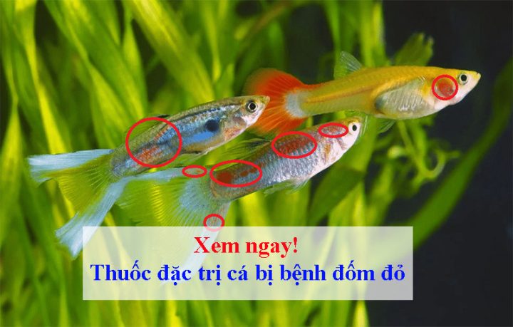 Cá cảnh bị nấm đỏ với các vết loét đỏ trên thân