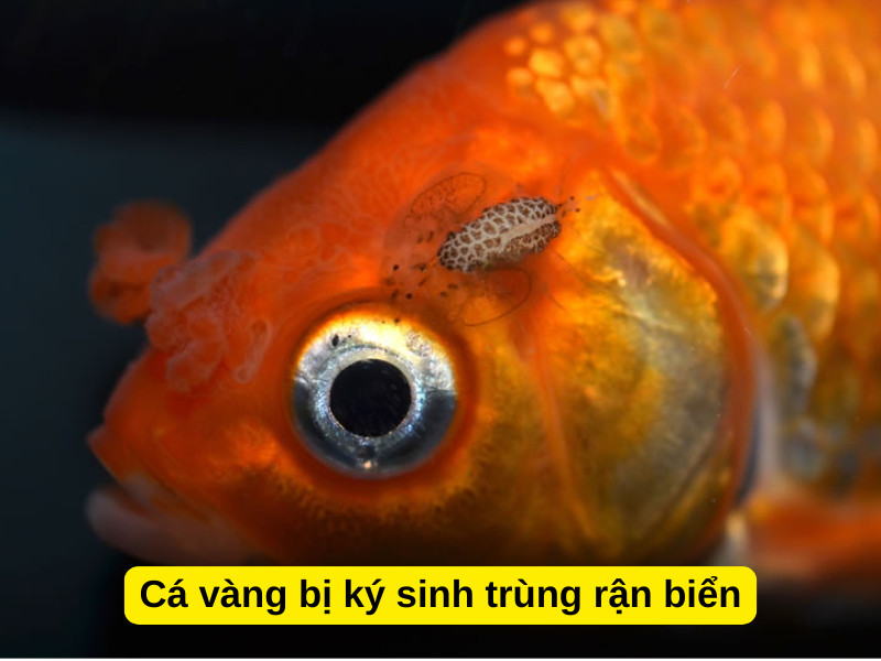 Cá cảnh bị rận nước Argulus ký sinh trên da