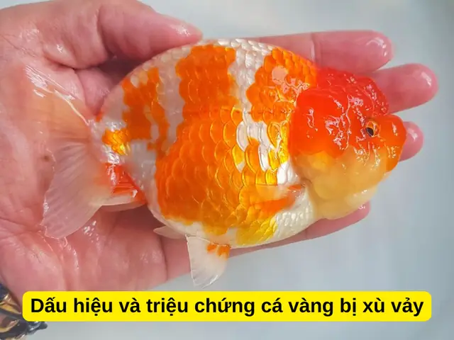 Cá cảnh bị tróc vảy: Nguyên nhân và cách điều trị hiệu quả