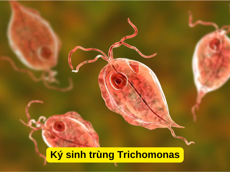 Cá cảnh bị trùng bánh xe Trichodina gây tổn thương mang và da
