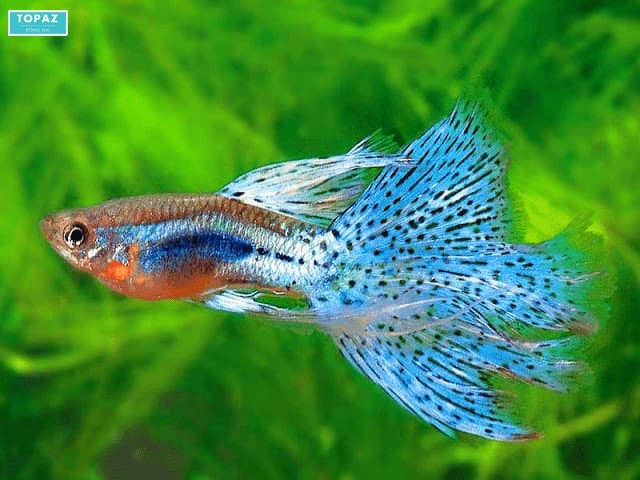 Cá cảnh biển phong phú tại Cửa hàng Tân Tiến Biên Hòa
