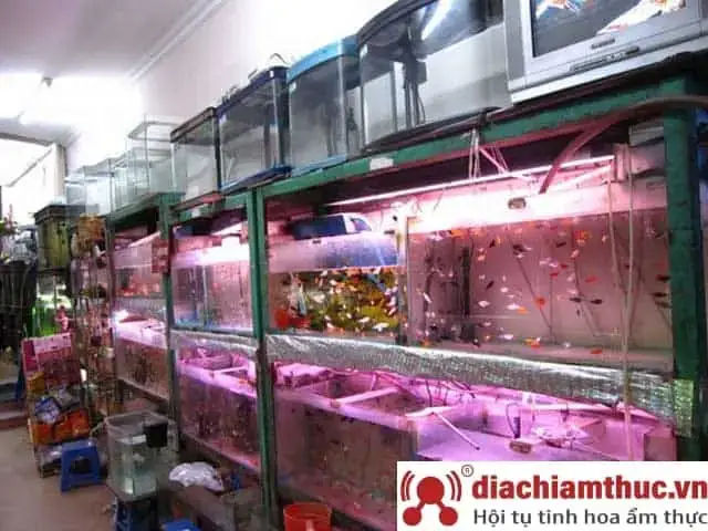 Mua Cá Cảnh Bình Tân: Hướng Dẫn Chọn Cửa Hàng Uy Tín