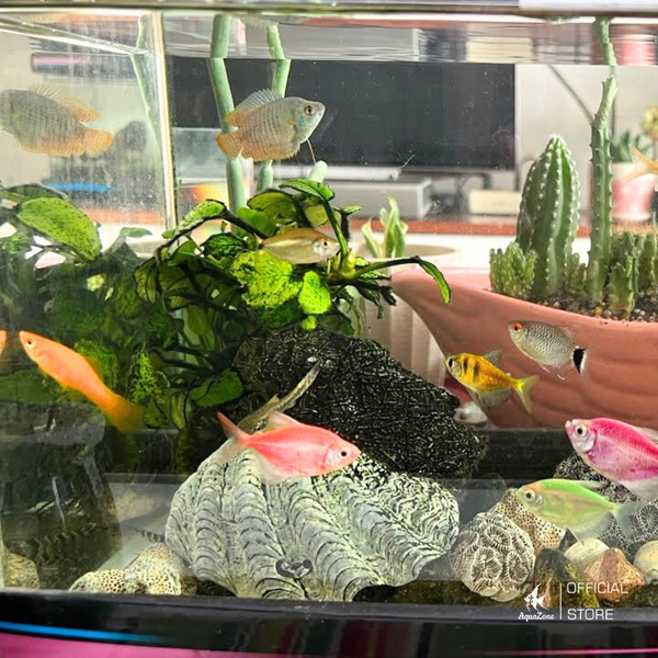 Cá cánh buồm bơi cùng đàn hiền lành