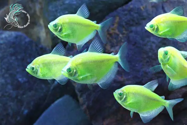 cá cánh buồm ngũ sắc