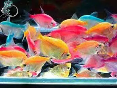 cá cánh buồm ngũ sắc