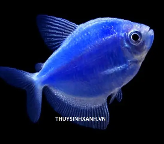 Cá Cánh Buồm Nhuộm Màu: Sự Thật, Cách Nhận Biết & Chăm Sóc