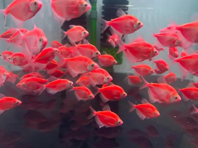 Thức ăn nhỏ Thức ăn nhỏ