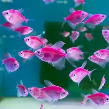 cá cánh buồm sinh sản