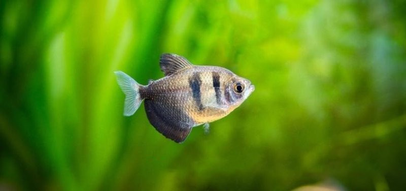 Cá cánh buồm Tiger đen (hắc quần) bơi cùng các loài cá hiền lành khác, thể hiện tính cách ôn hòa.